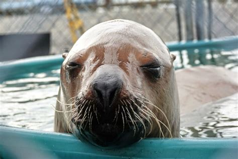 Ej2102 Sandy Marine Mammal Rescue Centre