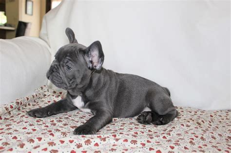 Market report for san diego, california. French Bulldog Puppies For Sale | San Diego, CA #214897