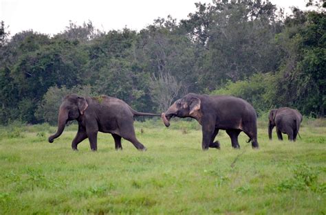 Sri Lankan Elephant The Pearl Of Sri Lanka Wowtovisit