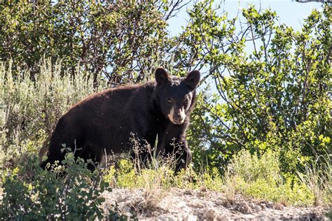 What To Do When You Encounter Wildlife On The Trail Park City Magazine
