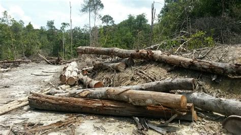 Di malaysia pada penghujung 1989 anggaran 18.5 juta hektar atau 56.3 peratus daripada bumi di malaysia diliputi hutan. Pembalakan Haram : Tindakan Tegas Diambil