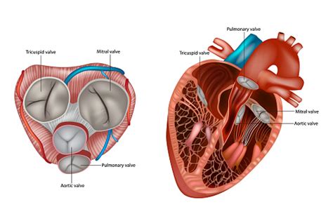 Vetores De Estrutura Da Anatomia Das Válvulas Cardíacas Válvula Mitral
