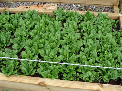 How To Grow Spinach When To Harvest And How To Store It