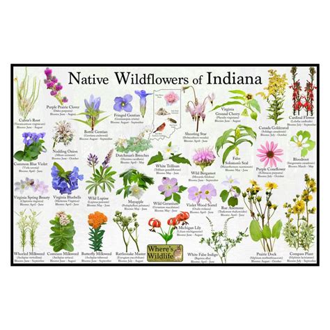 Native Wildflowers Of Indiana State Flower Field Guide Etsy In 2023