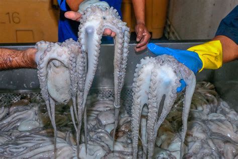 Tamaulipas, veracruz, tabasco, campeche, yucatán. Anuncia Agricultura inicio de capturas para pulpo rojo y ...