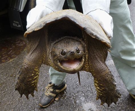 Invasive Snapping Turtles On The Rise In Chiba Other Areas The Japan