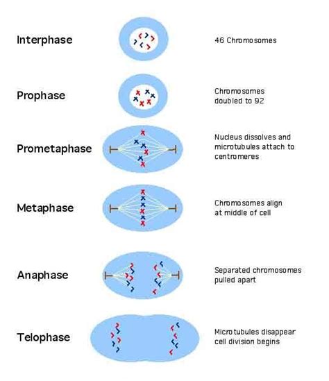 Plants are surrounded by a secondary layer, the cell wall. Mitosis is nuclear division plus cytokinesis, and produces ...
