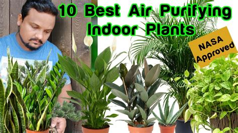 Top 10 Air Purifying Indoor Plants For Decoration Nasa Approved