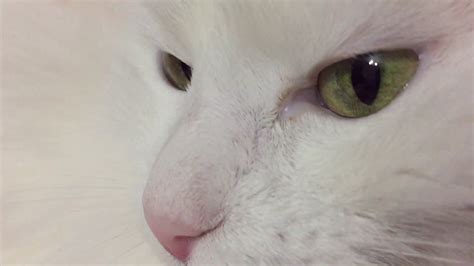 White Cat Green Eyes Youtube