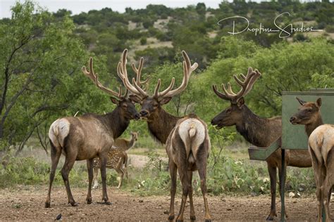 Elk — Texas Divide Ranch