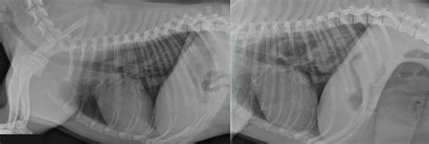 Case A Case Of Hiatal Hernia In A Dog Vetpixel