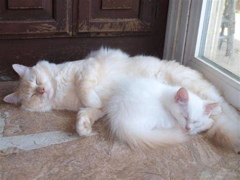 Look at these ragamuffin kittens for sale and fall in love. RAGDOLL Kittens - 1 Male LEFT for Sale in Big Lake ...