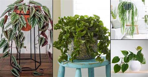 Perfect to use in long rectangular planters as a space divider. 19 Best Indoor Vines & Climbers You Can Grow Easily In Home