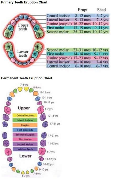 Baby Teeth Eruption Order Chart Most Remote Memoir Picture Archive