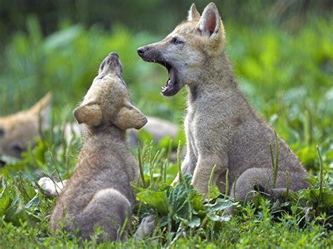 Animals Young Wolf Cubs Picture Nr 41930