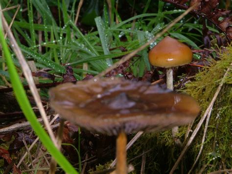 Psilocybe Azurescens Season 2004 Mushroom Hunting And Identification