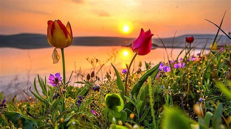Flowering Wild Tulips At Sunset Wild Tulips Nature Sunset Sky