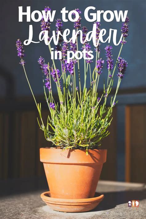 How To Grow Lavender In Pots The Kitchen Garten