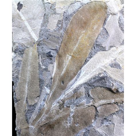 Fósil Glossopteris Brownii F3018 Litos