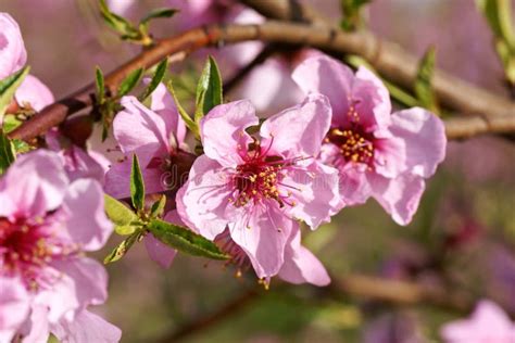 Peach Blossoms Stock Photo Image Of Blooming Peach 32340302