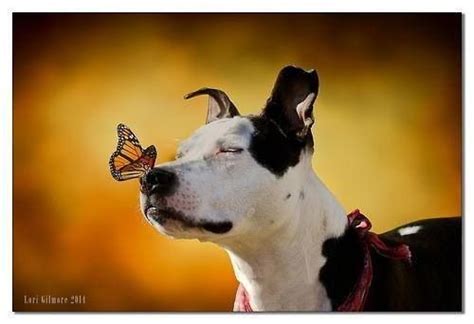 114 Best Dog And The Butterfly Images On Pinterest Butterflies Doggies