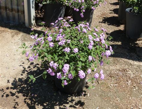 lantana montevidensis trailing purple t y nursery