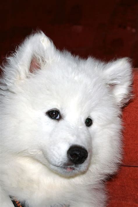 The muzzle is in proportion to the size of the dog, tapering to the nose. How Much Could a Samoyed Girl Grow to and its Weight?