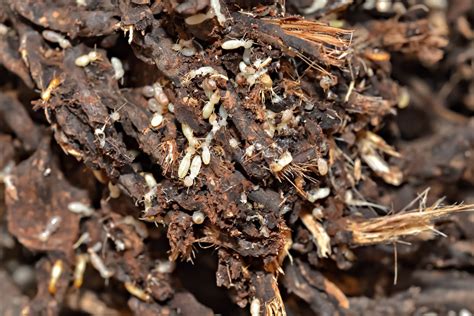 Le termite de maison commune, cryptotermes brevis, se trouve dans les. Comment déceler la présence de termites et les éliminer ...