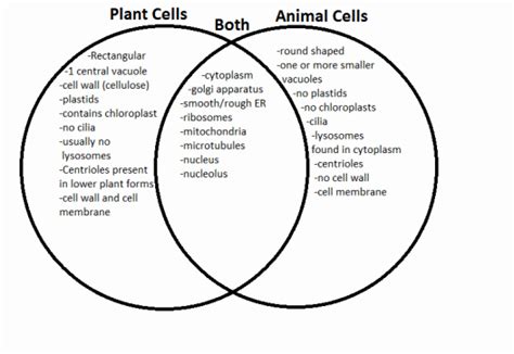 Lysosomes contain a sufficient complement of enzymes to digest most types of biological or organic materials and the digestive process (autolysis) occurs quite rapidly in dead cells. Plants vs. Animal Cells - cell Structure and functions WEbsite
