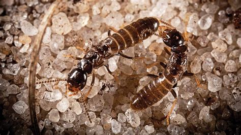 Termites Or Ants Green Giant Services
