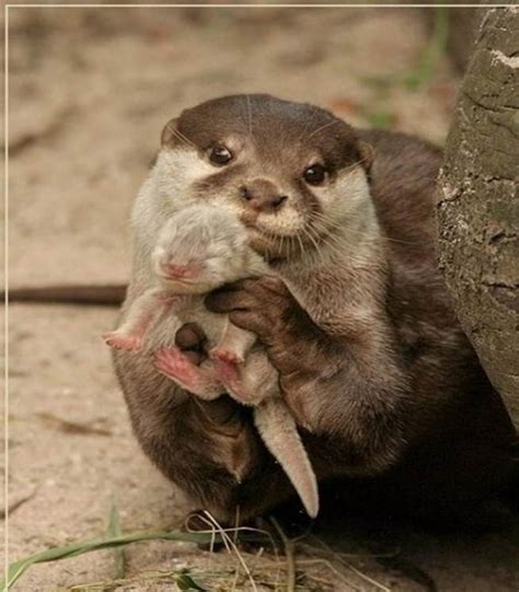 50 Animal Parents With Their Animal Babies