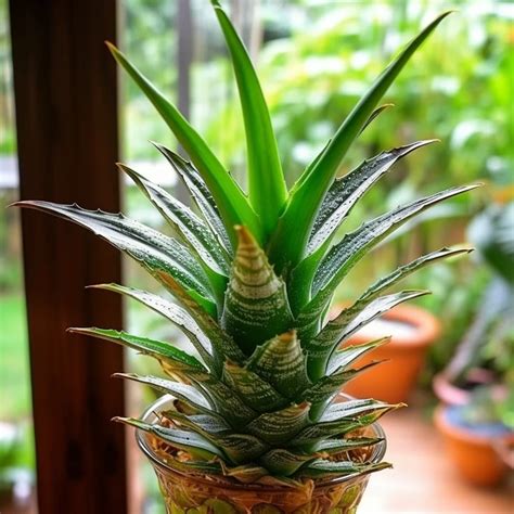 Ornamental Pineapple Plant Complete Guide And Care Tips Urbanarm