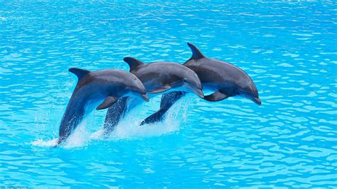 16 Cute Dolphin Iphone Wallpaper Paseo Wallpaper