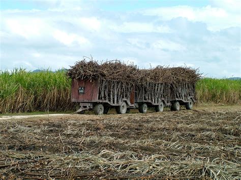 Best Time For Sugar Cane Harvest In Jamaica 2024 Best Season