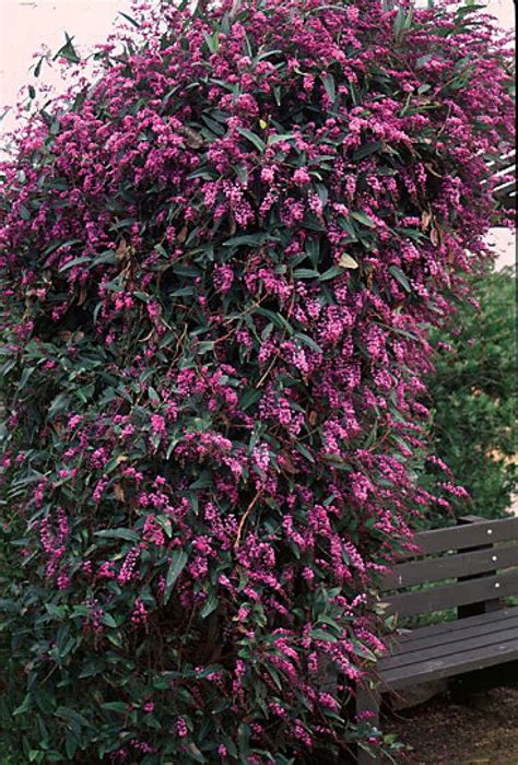 Nature hills is a complete garden center offering trees, shrubs, perennials, rose bushes, other plants, flower bulbs, and seeds. Beechwood Landscape Architecture and Construction ...