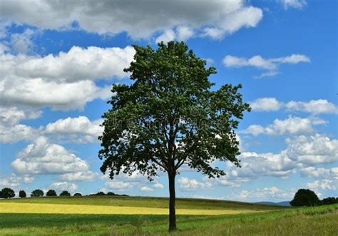 A Tree Against The Blue Sky White Clouds And Green Fields Summer