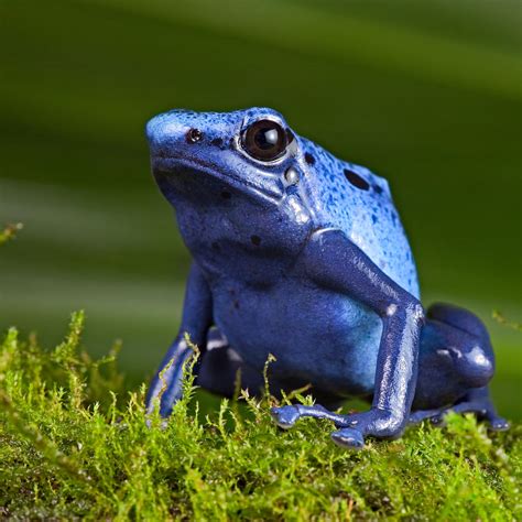 Blue Poison Dart Frog By Dirk Ercken