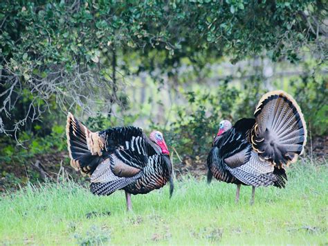 where do wild turkeys live habitat distribution birdfact