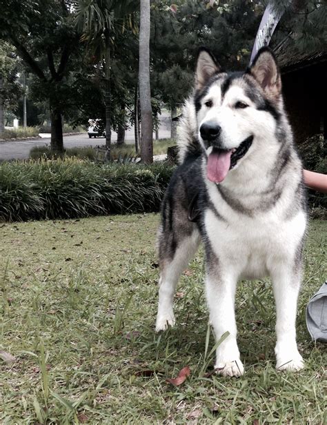 Soon we hope to become a resource where you can find alaskan malamute puppies for sale near you! Alaskan Malamute | Alaskan malamute