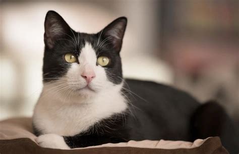 Tuxedo Cat Facts With Pictures