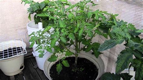 Growing Vegetables In Containers Balcony Container Garden