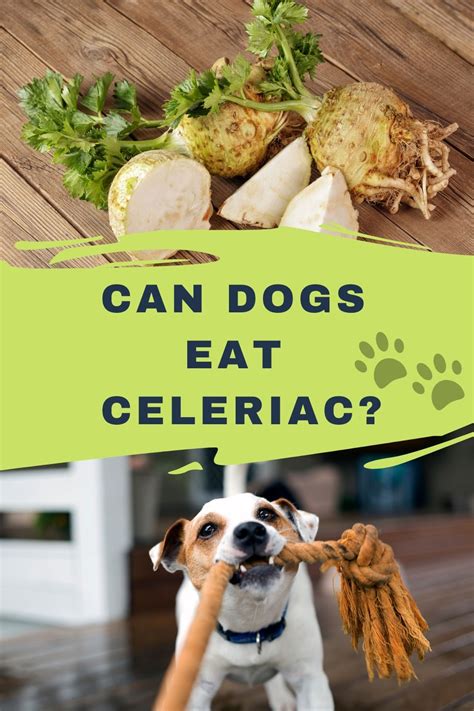 Are Root Vegetables Bad For Dogs