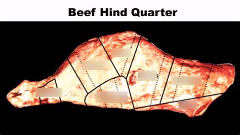 Beef Hind Quarter Diagram Quizlet