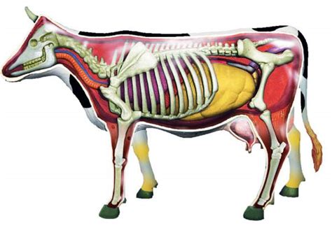 4d Cow Anatomy Model Fame Master