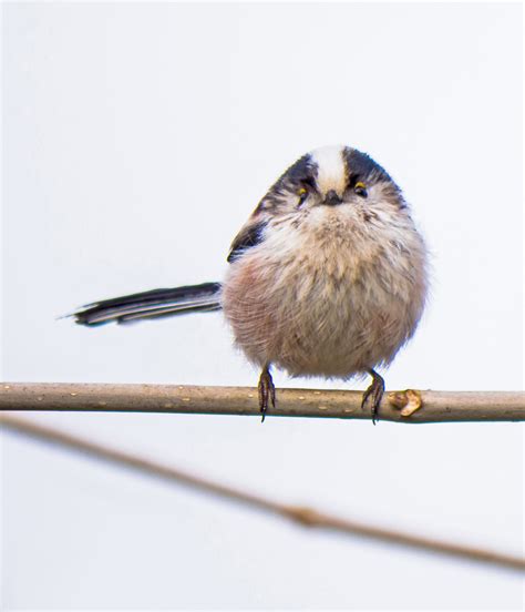 Discover more posts about federball. Kleiner Federball Foto & Bild | tiere, wildlife, wild ...