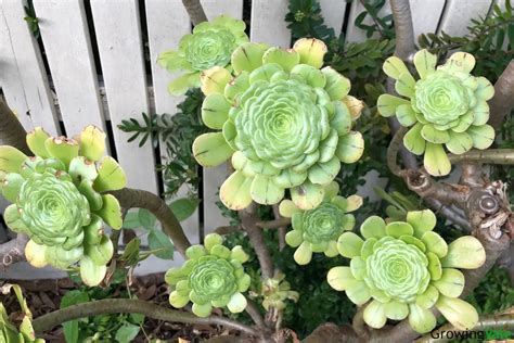 Aeonium Succulent How To Grow And Care Successfully Growingvale