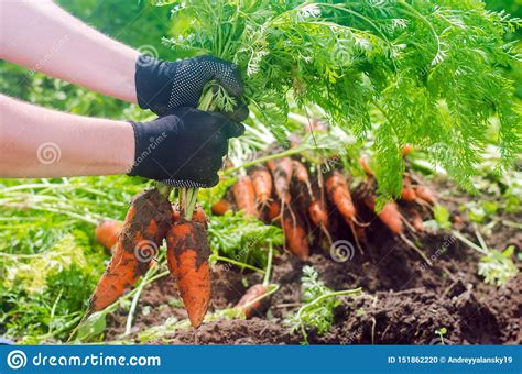 Carrot In The Hands Of A Farmer Harvesting Growing Organic Vegetables