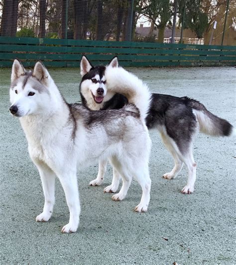 Liability insurance pays and renders service on your behalf for losses arising from negligence, to others imposed by law or assumed by contract. Siberian Husky | Dalkeith, Midlothian | Pets4Homes