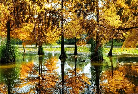 Autumn Trees In Pond Hd Desktop Wallpaper Widescreen High