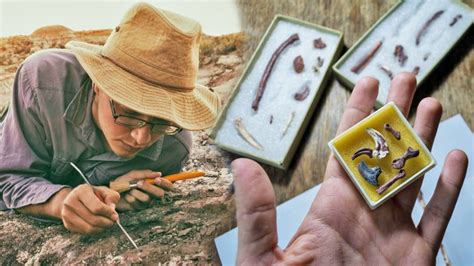 Argentine Paleontologists Discover New Species Of Small Carnivorous
